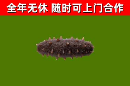 江华烟酒回收干海参.jpg